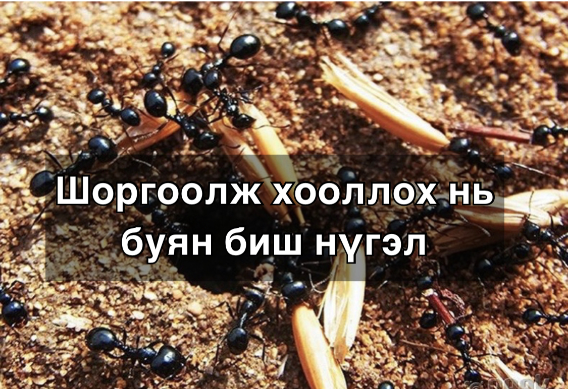Шоргоолж хооллох нь буян биш нүгэл болж экологийн тэнцвэр алдагдуулдаг ...